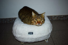 En kat, der sidder i en brødstilling i sin hvide donut-formede seng