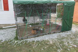 En Omlet hønsegård med siddepinde.