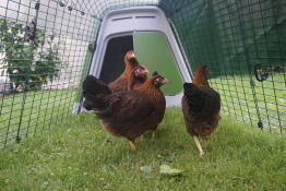 4 høns, der observerer aktiviteten uden for deres løbegård