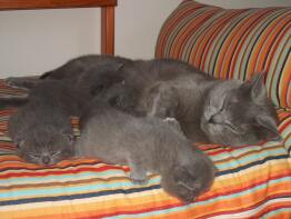 En grå kattemor med tre killinger sover på en stribet seng