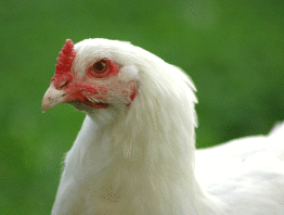 Nærbillede af hvid kylling