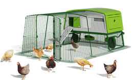 Eglu pro hønsehus