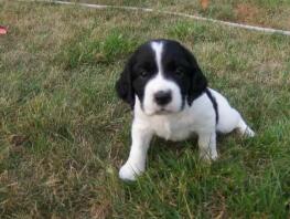 Engelsk Springer Spaniel hvalp