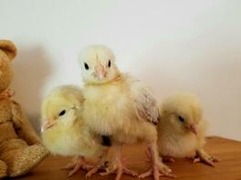 2 pullets, 2 1/2 uger gamle