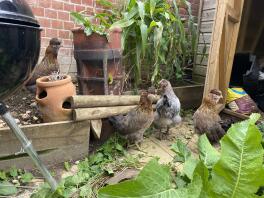 3 sort-guld Araucana pullets med en ung Maran