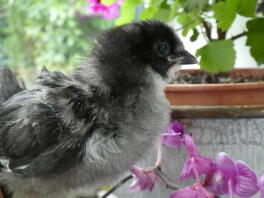 mørkeblå araucana chick