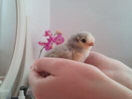Violet lavendel araucana chick, 3 dage gammel