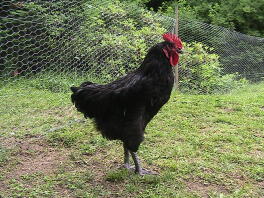 13 uger gammel Australorp Cockeriel