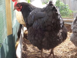 Pandekage i Australorp