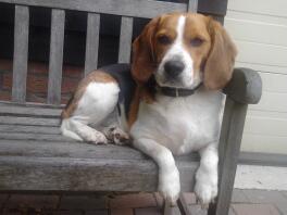 Beagle hund sad på en bænk