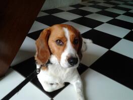 Beagle hund sad på et kontrolleret gulv