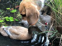 En brun, hvid og sort beagle, der kigger på en and i en dam