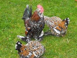 Tre sorte, brune og hvidtstøvlede kyllinger på en græsplæne