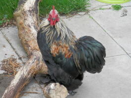 Fire måneder gammel Ziggy Starduct Silver Pekin Booted Bantam