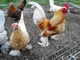 Flettet buff-startede bantams