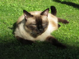 Kat ligger i solen i haven