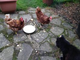 Kat og kyllinger, der deler en skål med røræg!