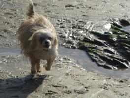 Ollie løber på stranden