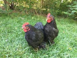 Bantam Black Cochins cockerels