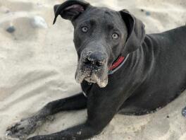 Hund på stranden