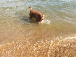 Vores Dogue 'Appa' elsker stranden