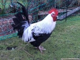 26 uger gammel cockerel