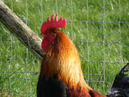 Tæt Cockerel op