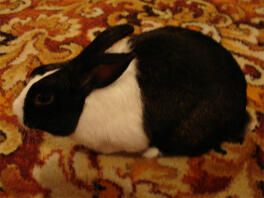 Ma hollandsk Wabbit