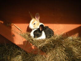 sidder i solen