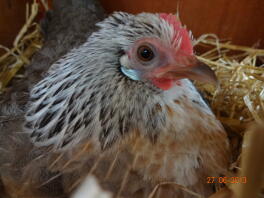 broody hollandsk bantam høne