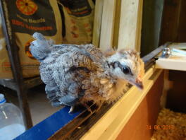 Hollandsk bantam chick