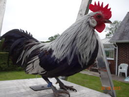 Hollandsk cockerel
