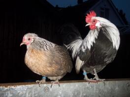 Sølvandskov hollandske bantams