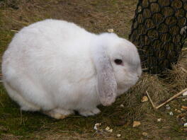 Dværg Lop