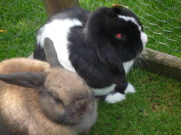 Ollie og roxy
