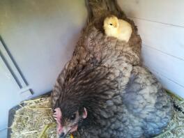 En brun kylling med en lille gul kylling på ryggen i en hønsegård