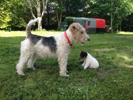 Fox terrier nyder solen med høner i baggrunden