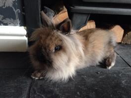 Smuk Sable Point Lionhead Doe