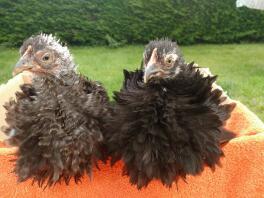 Frizzle Chicks