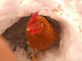 Den røde kylling i en snehøj