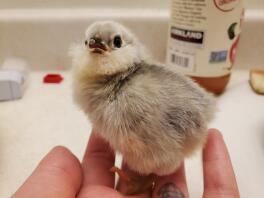 Selvblå Ameraucana
