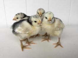 Uge gamle Lakenvelder Chicks