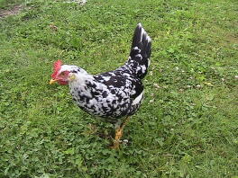 17 uger gammel Exchequer Leghorn Pullet