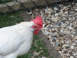 White Leghorn Female af Harry