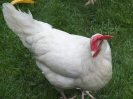 White Leghorn Female af Harry