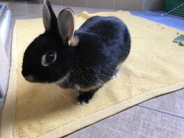 En sort bunnie på et gult tæppe