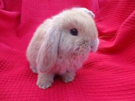 MinI lop