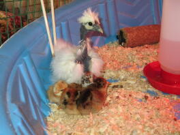 Hvid Showgirl Silkie 5 uger gammel