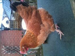 Kylling på toppen af sin hønsegård