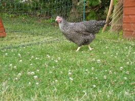 Høns i haven med Omlet hønsehegn